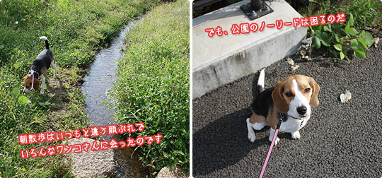 ビーグル きなこ