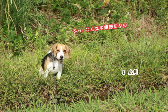 ビーグル きなこ