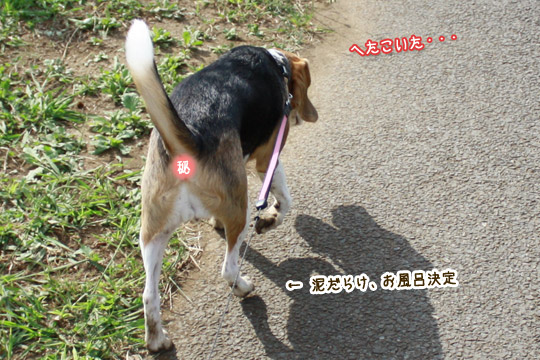 ビーグル きなこ