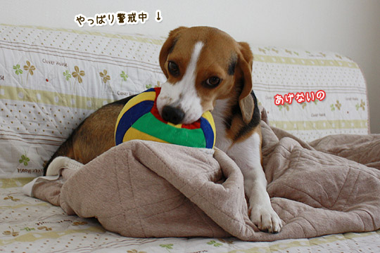 ビーグル きなこ