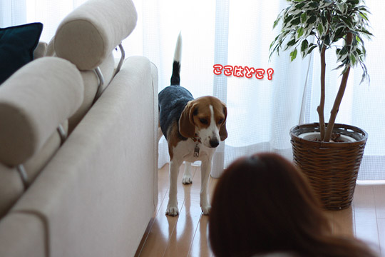 ビーグル きなこ