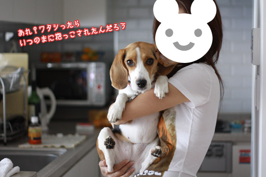 ビーグル きなこ