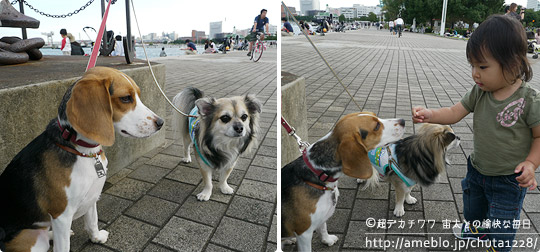 ビーグル きなこ
