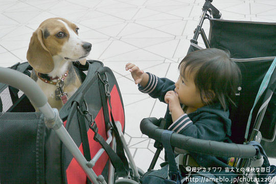ビーグル きなこ