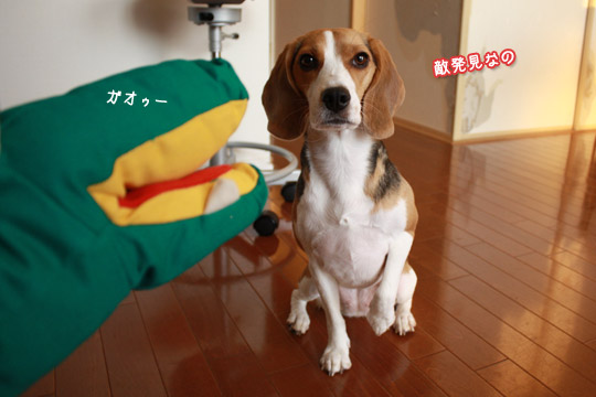 ビーグル きなこ