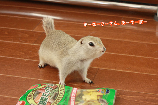 ビーグル きなこ