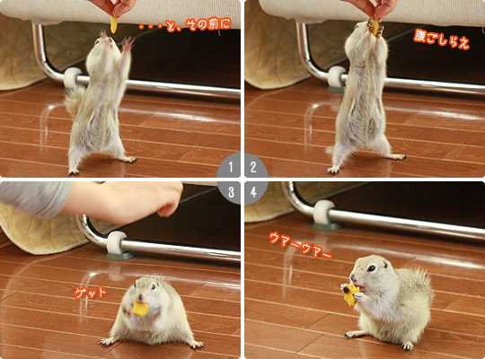 ビーグル きなこ