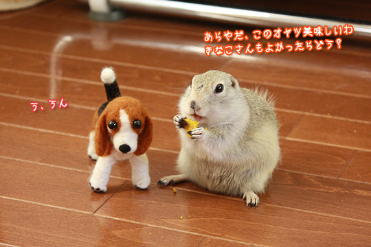 ビーグル きなこ