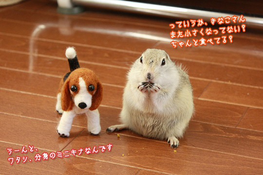 ビーグル きなこ