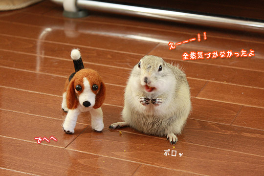 ビーグル きなこ