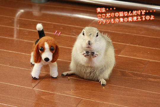 ビーグル きなこ