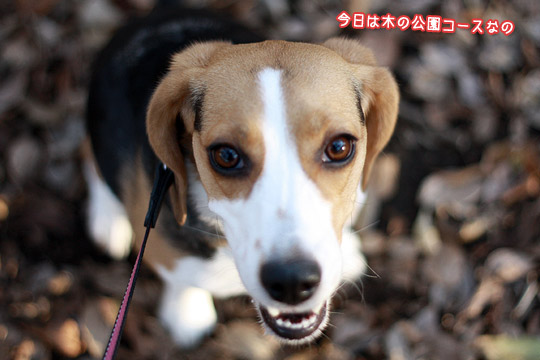 ビーグル きなこ