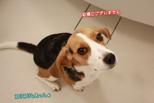 ビーグル きなこ