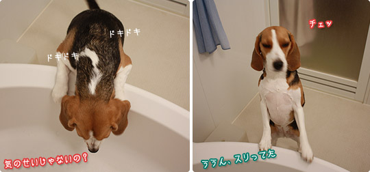 ビーグル きなこ