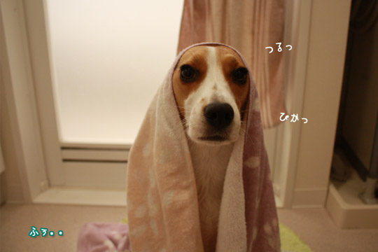 ビーグル きなこ
