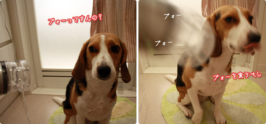 ビーグル きなこ