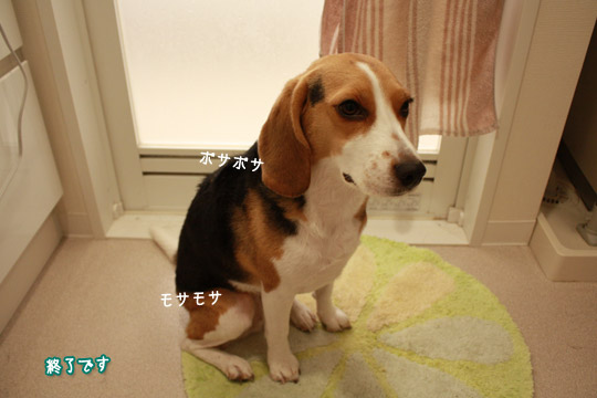 ビーグル きなこ