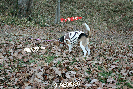 ビーグル きなこ