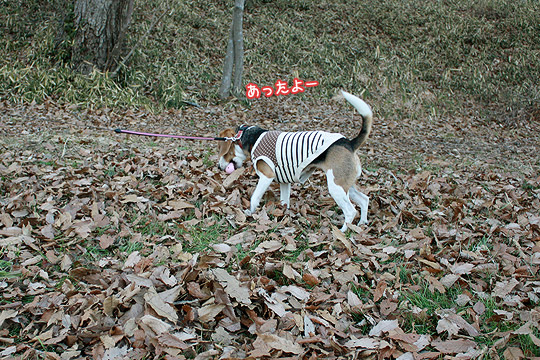 ビーグル きなこ