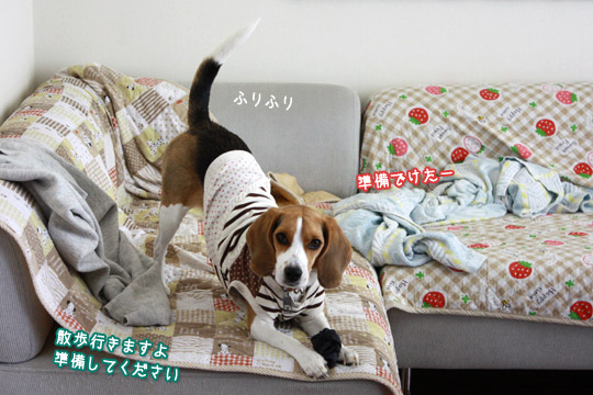 ビーグル きなこ