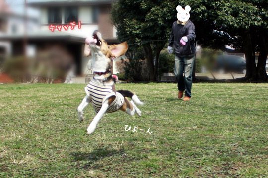 ビーグル きなこ