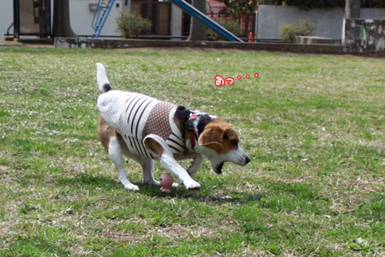 ビーグル きなこ