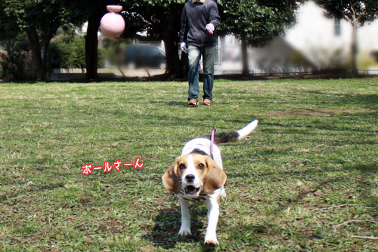 ビーグル きなこ