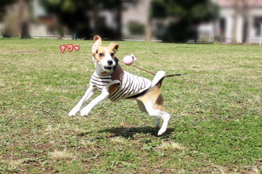 ビーグル きなこ