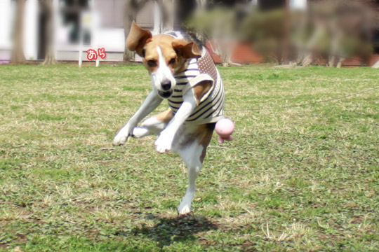 ビーグル きなこ