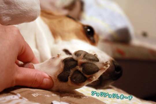 ビーグル きなこ