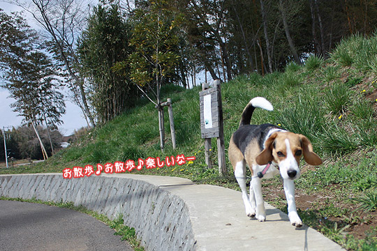 ビーグル きなこ