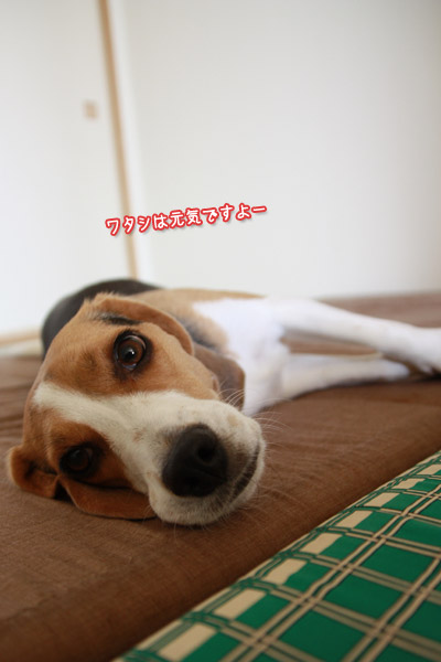 ビーグル きなこ