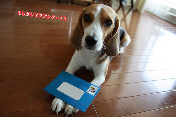 ビーグル きなこ
