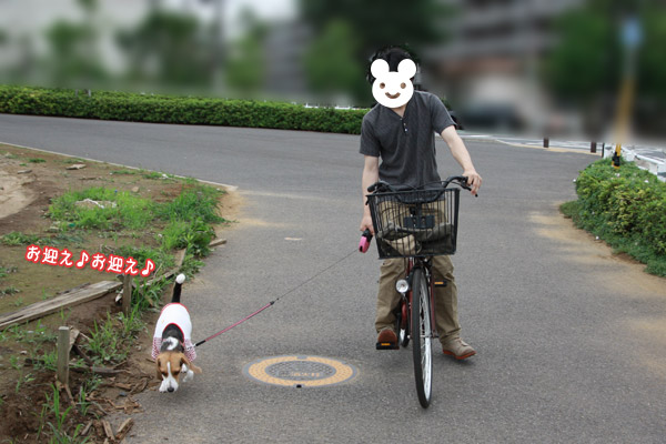 ビーグル きなこ