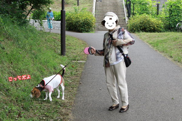 ビーグル きなこ