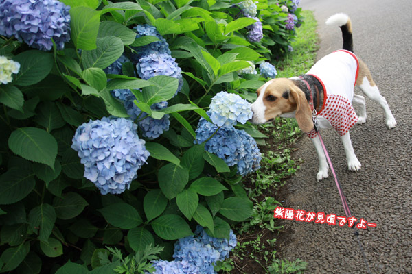 ビーグル きなこ