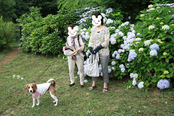ビーグル きなこ