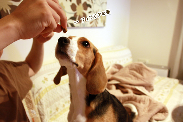 ビーグル きなこ