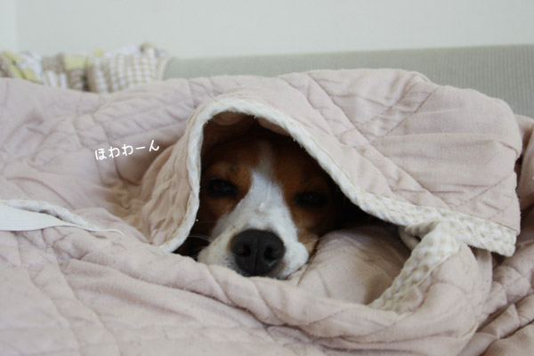 ビーグル きなこ
