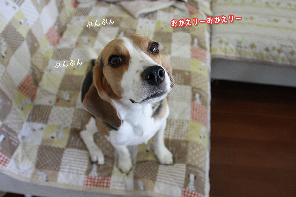 ビーグル きなこ