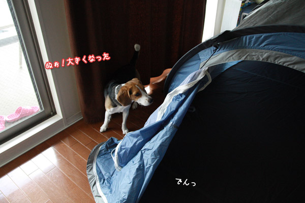 ビーグル きなこ