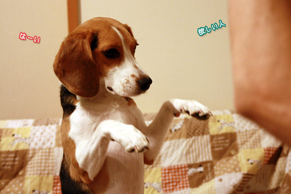 ビーグル きなこ