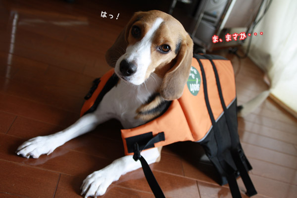 ビーグル きなこ