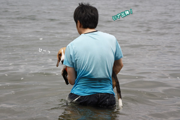 ビーグル きなこ