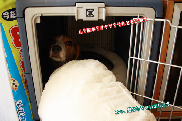 ビーグル きなこ