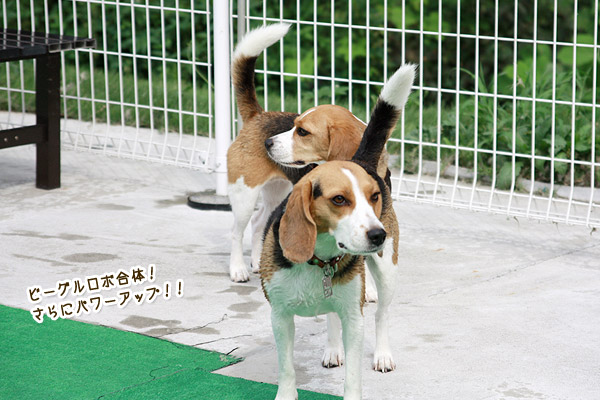 ビーグル きなこ