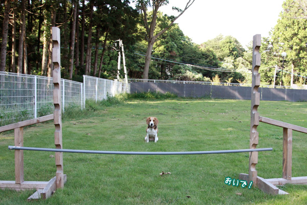 ビーグル きなこ