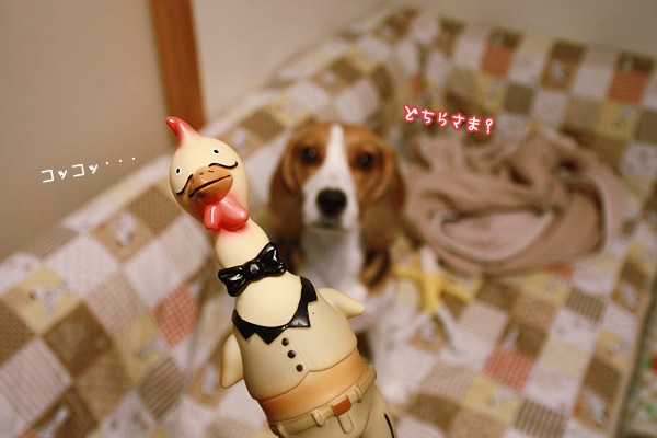 ビーグル きなこ