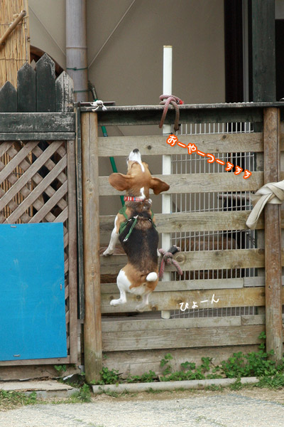 ビーグル きなこ