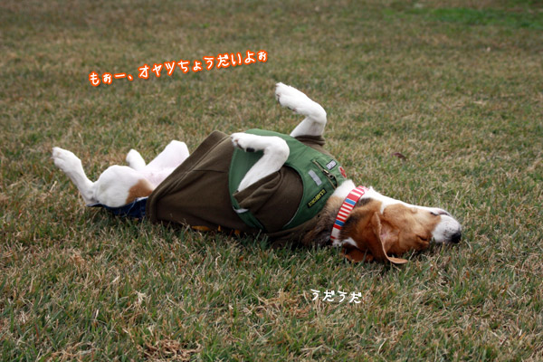 ビーグル きなこ